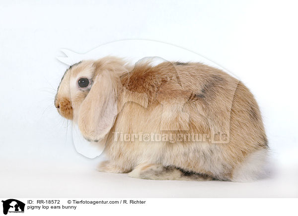 Zwergwidder Kaninchen / pigmy lop ears bunny / RR-18572