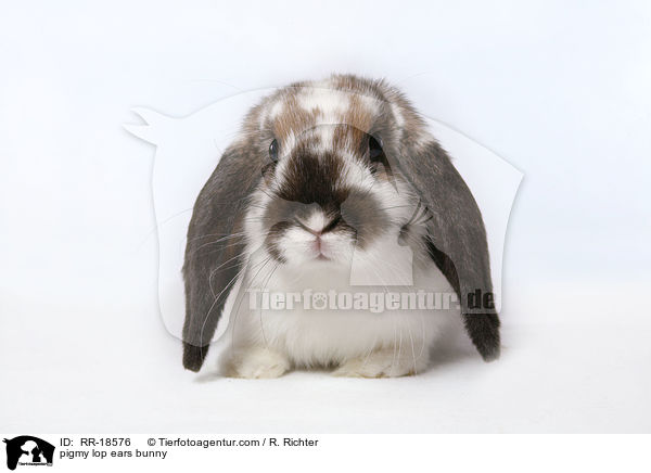 Zwergwidder Kaninchen / pigmy lop ears bunny / RR-18576