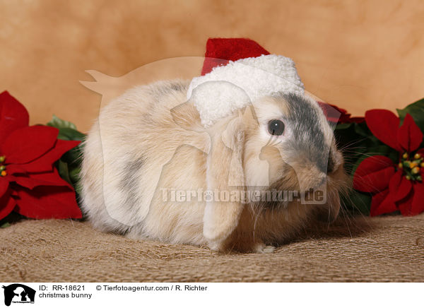 Weihnachtskaninchen / christmas bunny / RR-18621