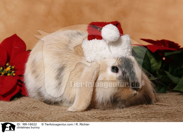 Weihnachtskaninchen / christmas bunny / RR-18622