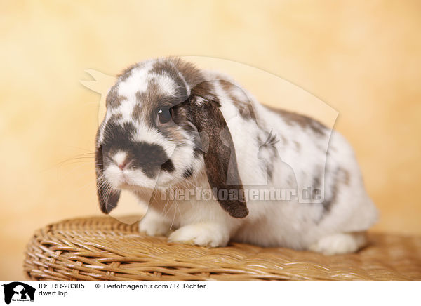 Zwergwidder / dwarf lop / RR-28305