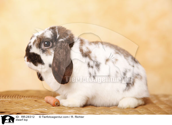 Zwergwidder / dwarf lop / RR-28312