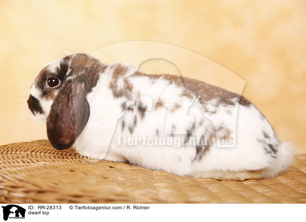 Zwergwidder / dwarf lop / RR-28313