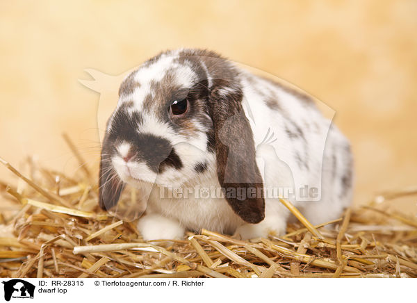 Zwergwidder / dwarf lop / RR-28315