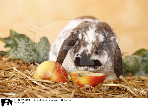 Zwergwidder / dwarf lop / RR-28319