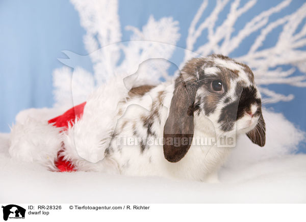 Zwergwidder / dwarf lop / RR-28326