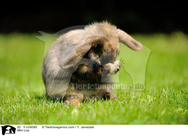 Zwergwidder / Mini Lop / YJ-09080