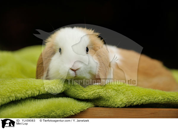 Zwergwidder / Mini Lop / YJ-09083