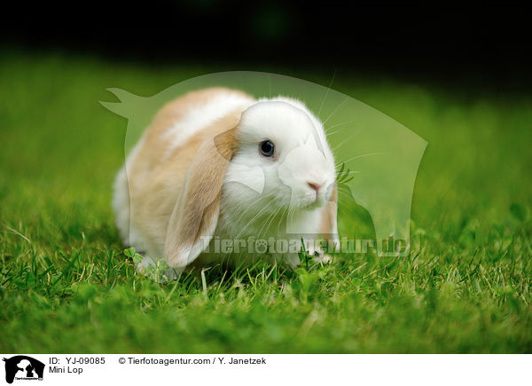 Zwergwidder / Mini Lop / YJ-09085