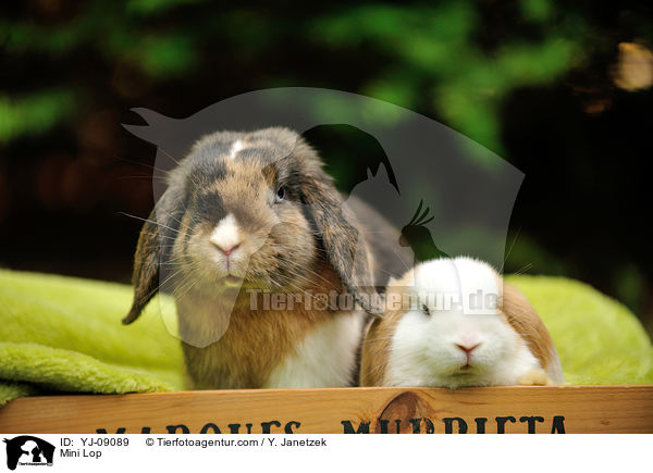 Zwergwidder / Mini Lop / YJ-09089