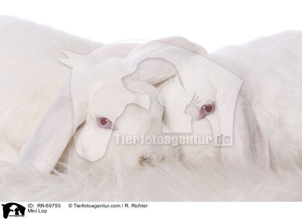 Zwergwidder / Mini Lop / RR-69793