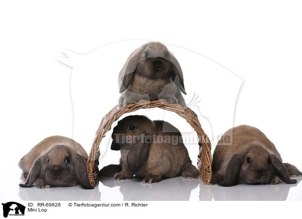 Zwergwidder / Mini Lop / RR-69828