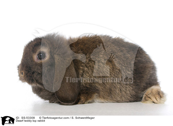 Zwerg-Teddywidder / Dwarf teddy lop rabbit / SS-53308