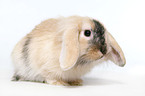 pigmy lop ears bunny