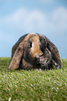 Mini Lop