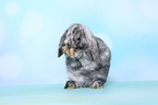 Mini Lop