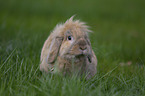 floppy-eared rabbit