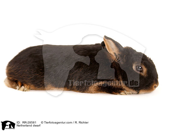 Farbenzwerg / Netherland dwarf / RR-28581