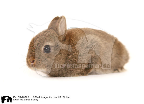 Farbenzwerg / dwarf lop-eared bunny / RR-28700