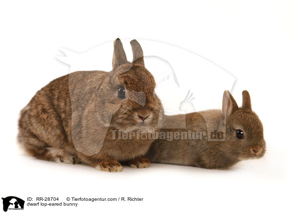 Farbenzwerg / dwarf lop-eared bunny / RR-28704