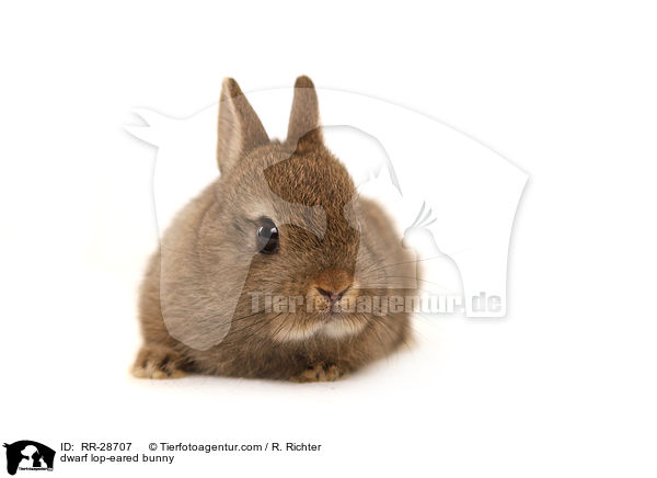 Farbenzwerg / dwarf lop-eared bunny / RR-28707