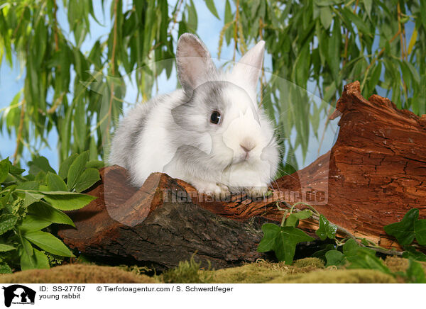 junger Farbenzwerg / young rabbit / SS-27767