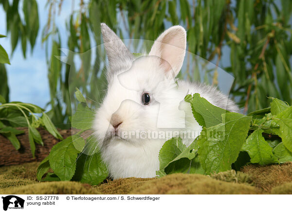 junger Farbenzwerg / young rabbit / SS-27778