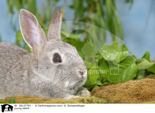 junger Farbenzwerg / young rabbit / SS-27781