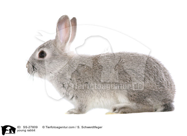junger Farbenzwerg / young rabbit / SS-27809