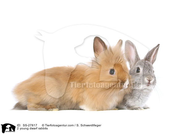 2 junge Zwergkaninchen / 2 young pygmy rabbits / SS-27817