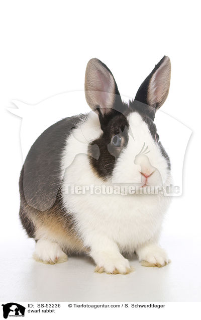 Farbenzwerg / dwarf rabbit / SS-53236