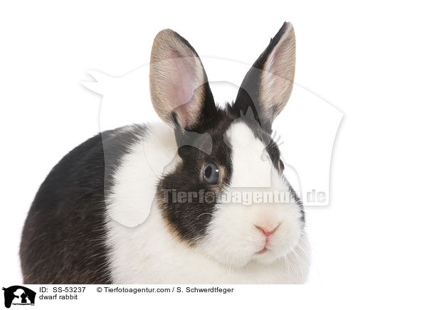 Farbenzwerg / dwarf rabbit / SS-53237