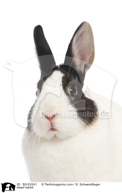 Farbenzwerg / dwarf rabbit / SS-53241