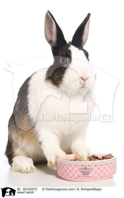 Farbenzwerg / dwarf rabbit / SS-53272