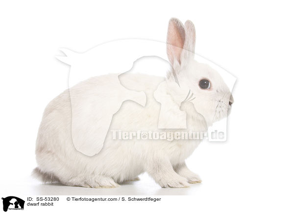 Farbenzwerg / dwarf rabbit / SS-53280