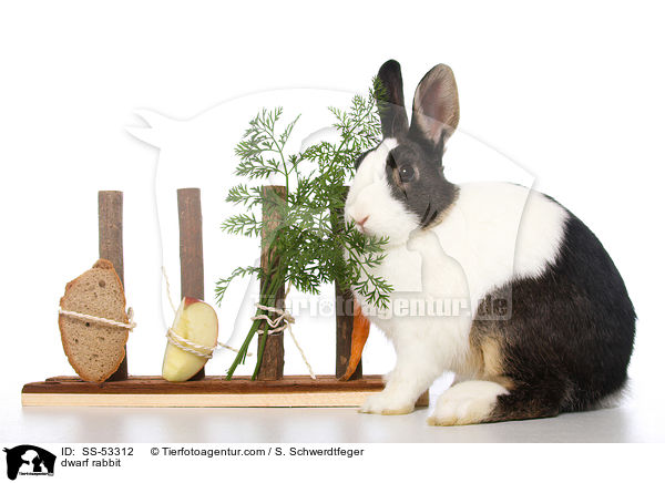 Farbenzwerg / dwarf rabbit / SS-53312