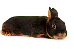 Netherland dwarf