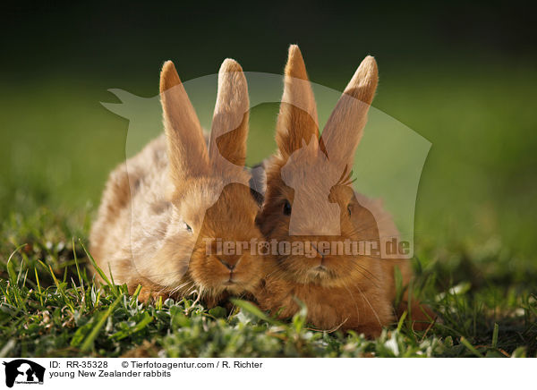 junge Neuseelnder Kaninchen / young New Zealander rabbits / RR-35328