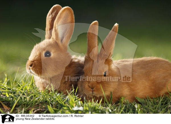junge Neuseelnder Kaninchen / young New Zealander rabbits / RR-35342