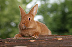 young rabbit