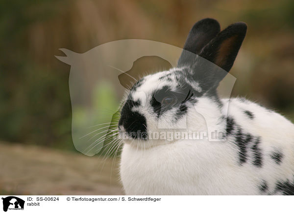 Kaninchen / rabbit / SS-00624