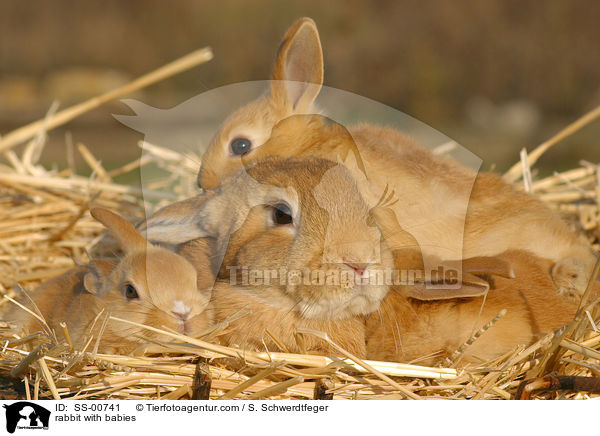 rabbit with babies / SS-00741