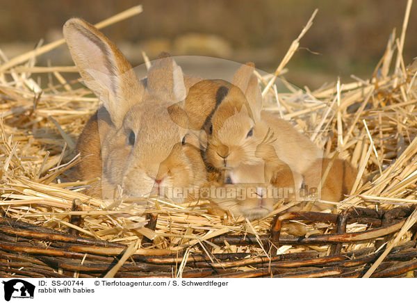 Kaninchen mit Jungen / rabbit with babies / SS-00744