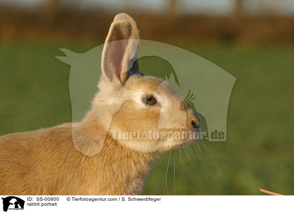 Kaninchen Portrait / rabbit portrait / SS-00800
