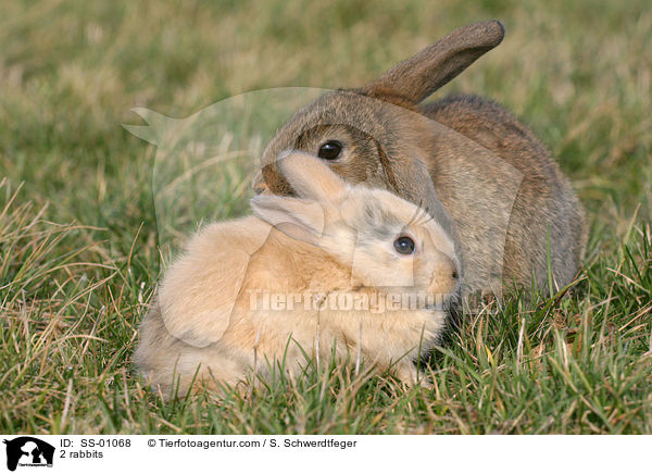 2 Kaninchen / 2 rabbits / SS-01068