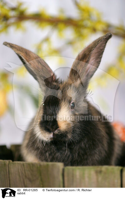 Kaninchen / rabbit / RR-01285