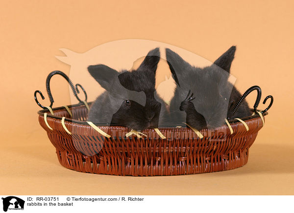 Kaninchen im Krbchen / rabbits in the basket / RR-03751