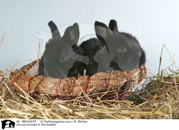 young bunnies in the basket / RR-04079