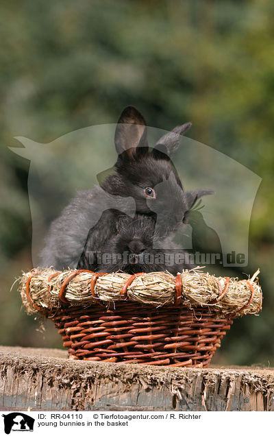 junge Kaninchen im Krbchen / young bunnies in the basket / RR-04110