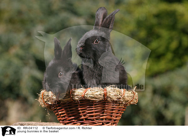 young bunnies in the basket / RR-04112
